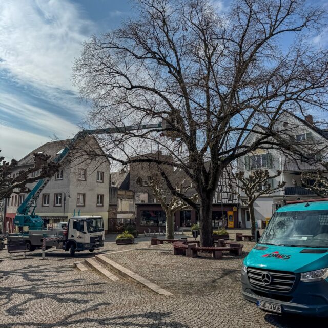 ✨🎄 Lichter ab – und weiter geht’s! 🎄✨ Das Team von @driesbedachungengmbh war heute im Einsatz und hat die beleuchteten Snow Falls vom großen Baum auf dem Marktplatz abdekoriert. 🌲💡 Vielen Dank für euren Einsatz! 🙌 Gefühlt ist der letzte Weihnachtsmarkt gerade erst zu Ende gegangen – und doch steckt schon wieder ganz viel Bewegung drin:
Die Planung für den nächsten Rüdesheimer Weihnachtsmarkt der Nationen läuft bereits auf Hochtouren! 🎄💫 🗓️ Merkt euch schon jetzt den Termin vor: 20.11. – 23.12.2025 verwandelt sich Rüdesheim wieder in ein festliches Winterwunderland! #WeihnachtsmarktderNationen #rüdesheimerweihnachtsmarkt #DriesBedachung #Weihnachtsbeleuchtung #Weihnachtszauber #SaveTheDate